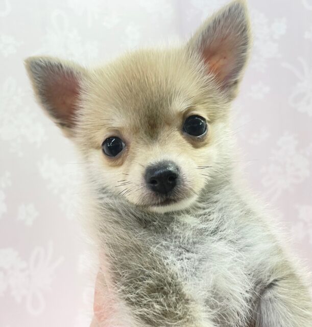 可愛すぎっ💛 ポメラニアン×チワワ（フォーン）女の子♪ 2023年1月14日生まれ 入舎！