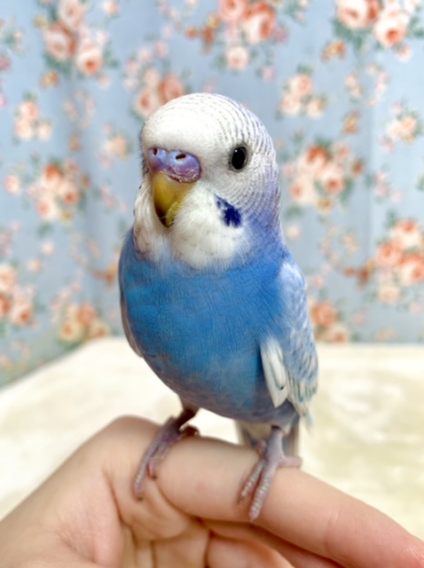 セキセイインコ ブルースパングル 💎💙 3/4