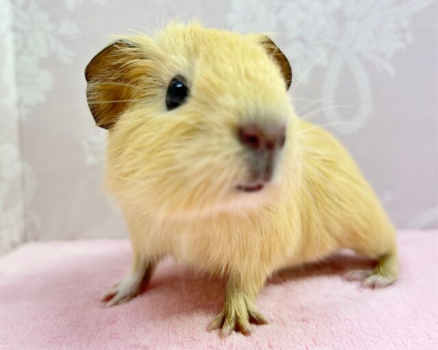 モキュ🧡‬短毛モルモット 2023年1月生まれ