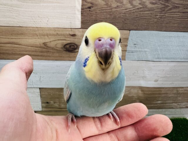 雛餌卒業しました！綺麗な手乗りパステルレインボー