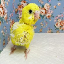 ずっとずっとクリクリおめめ❤︎人気のハルクインさん入舎です❤︎