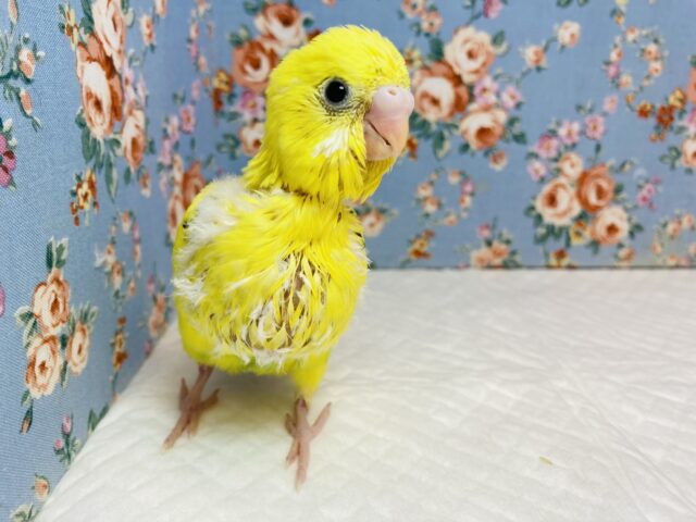 ずっとずっとクリクリおめめ❤︎人気のハルクインさん入舎です❤︎