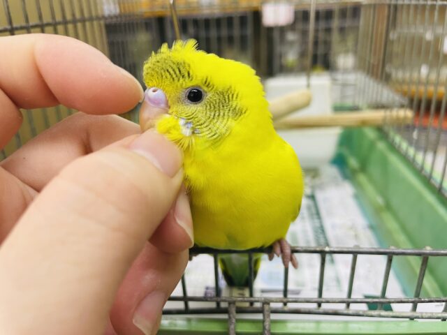 1人餌です！最新画像になりますよ！！個性的な模様の入り方が可愛いセキセイさん‼️ セキセイインコ　ハルクイン