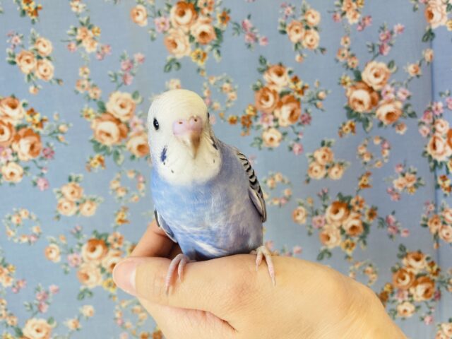 一人餌✨手乗りセキセイインコ(オパーリン)💙
