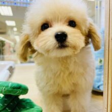 僕はロックオンすると離さないよ♪トイプードルくん！