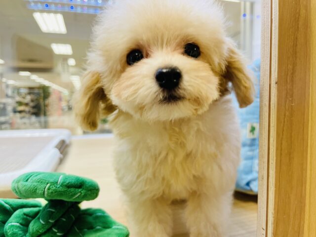 僕はロックオンすると離さないよ♪トイプードルくん！