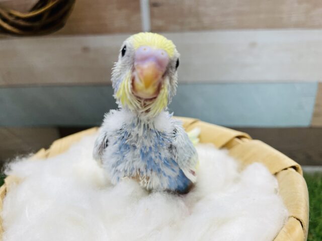 アピール上手な甘えん坊！セキセイインコのパステルレインボースパングルパイド！