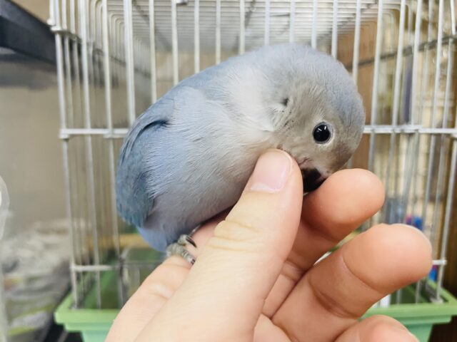 甘えん坊💓最新画像になりますよ‼️ ビッグスターになるぞ！⭐️ コザクラインコ　ダークターコイズ