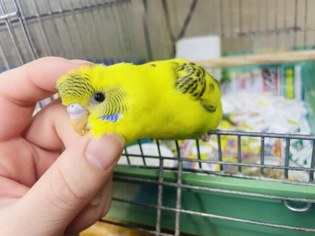 1人餌！最新画像になりますよ‼️背筋ピーン！シャキッときめちゃう！セキセイインコ　ハルクイン