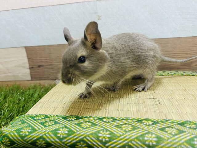 絶妙なブルーが素敵です！デグーブルーカラー男の子★