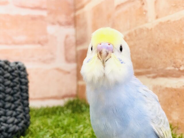 人気のレインボー　セキセイインコ　レインボー　Ｒ５　３／１３撮影