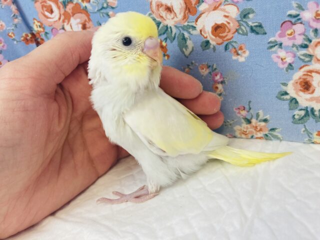 最高に綺麗なクリーム色です💛手乗りセキセイインコ(ダブルファクター)💛🖤