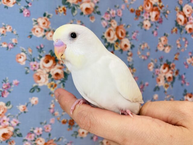 大人気のクリームカラー💛手乗りセキセイインコさんです💛