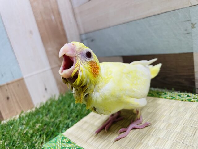 黄色い体にパールの模様！！オカメインコのルチノーパール！