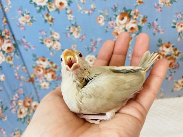 大人気❢シナモン文鳥のヒナちゃん入舎です✨