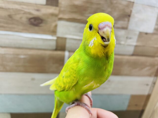 最新画像あります☆ヒナ餌卒業‼️明るいカラーで元気いっぱい☆セキセイインコのスパングル！
