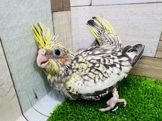 パール模様がぎっしり！オカメインコ（パール）雛入舎です！