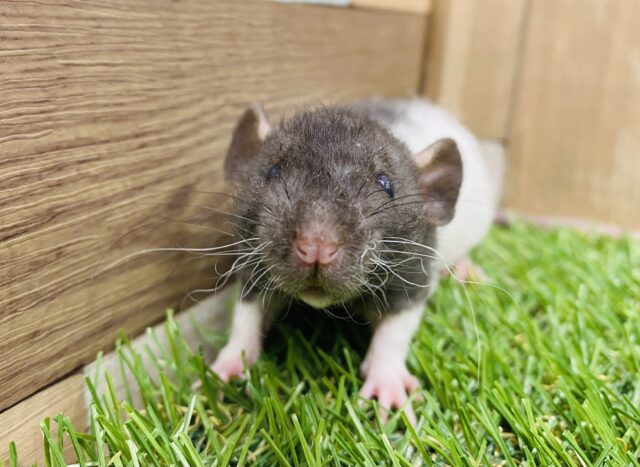 最新画像有り！！頭が良いと人気者☆縮れた毛並みのラットさん！