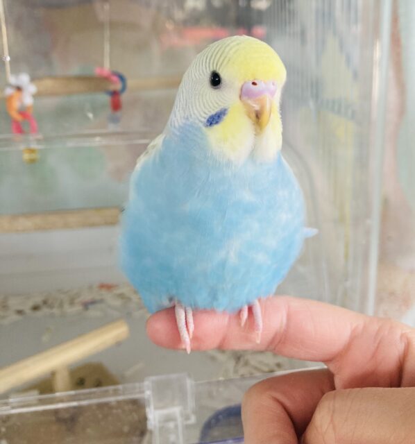 一人餌🌟最高に美しいセキセイインコさんです🤍