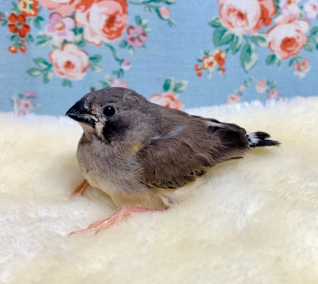 キンカチョウ  ノーマル（ブラックチーク）  🪶🌸｡・:＋ 3/29