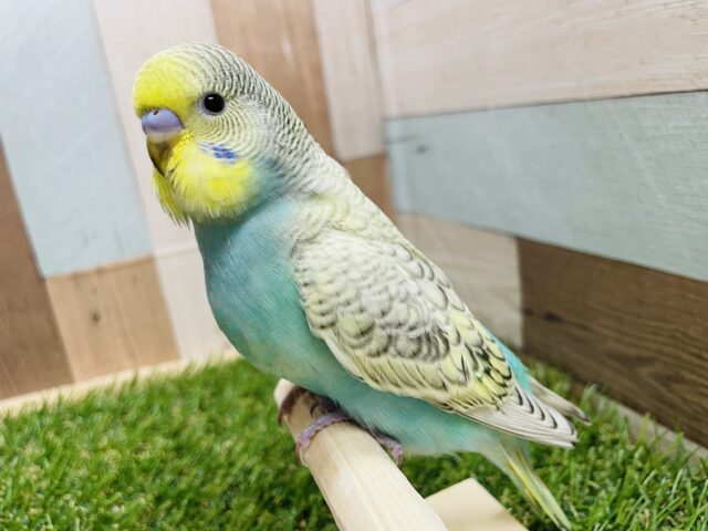 最新画像あります☆ヒナ餌卒業‼️模様がはっきり出ている元気っコ！セキセイインコのレインボースパングル！