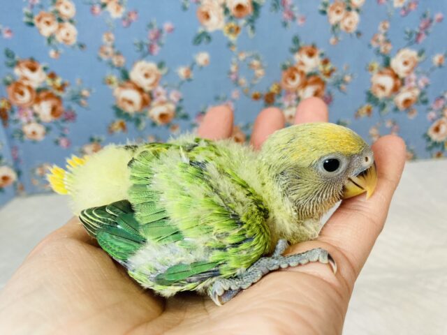 かわいい若菜色💚💛手乗りコザクラインコ(オレンジフェイスオパーリン)