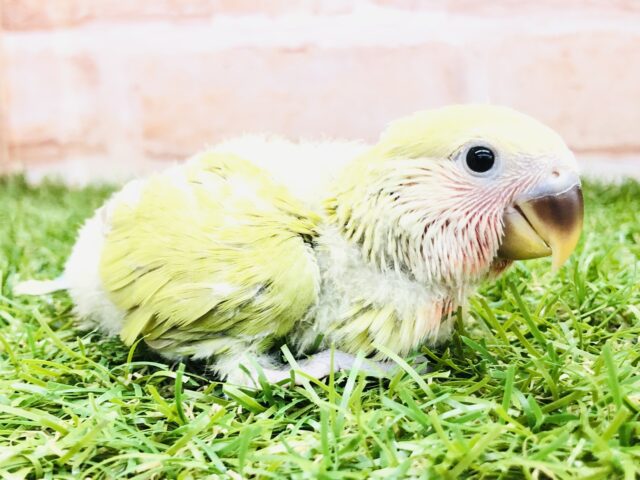 今週もやってきた美カラーさん　コザクラインコ　シナモン　Ｒ５　３／９撮影