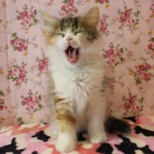 天真爛漫🌟凛としたお顔のマンチカンちゃん女のコです♀