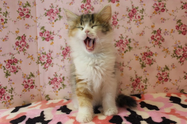 天真爛漫🌟凛としたお顔のマンチカンちゃん女のコです♀