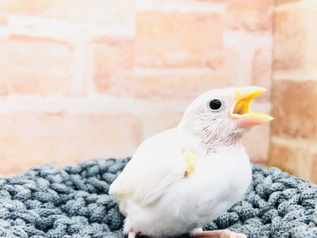 安心サイズで入舎！　白文鳥　Ｒ５　３／９撮影