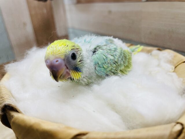 宝石のようなエメラルドグリーンのヒナさんです！セキセイインコのパステルカラーレインボー！