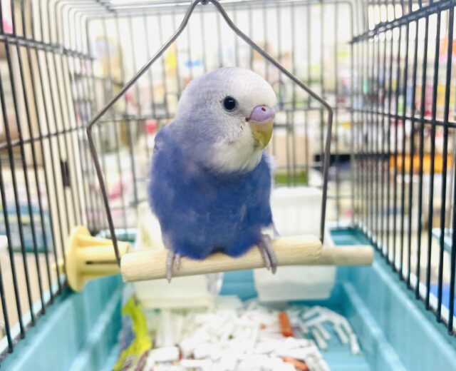 最新画像になりますよ‼️黒模様がほとんど見えないセキセイさん🟦🟪　セキセイインコ　スパングル