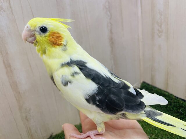 ずっしり感に安心します！ぷくっと可愛いオカメさん！！　オカメインコ　パイド