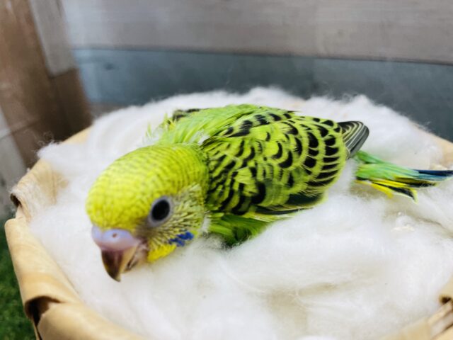 元気いっぱいなヒナさんです！セキセイインコのオパーリン！