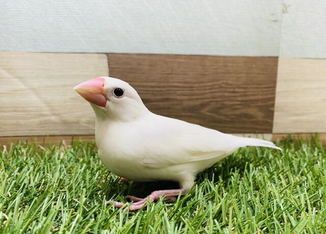 最新画像有り☆元気よく口を開けてご飯を待ってます♪真っ白な白文鳥！