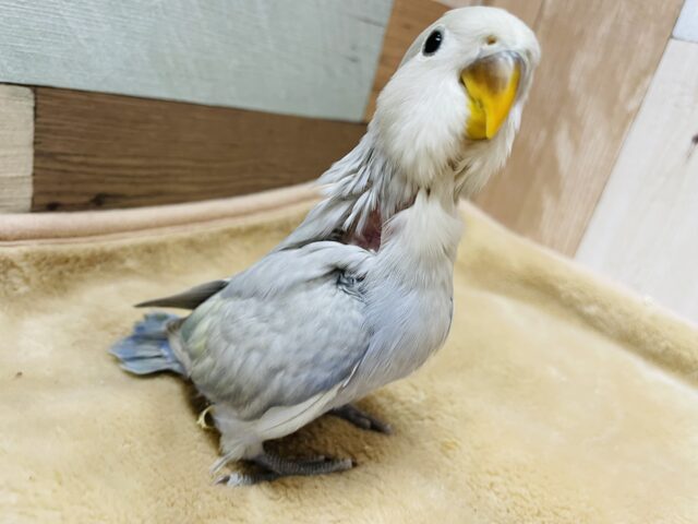 最新画像有り☆高級感漂うかっこいいカラーのコ！コザクラインコのパステル系！