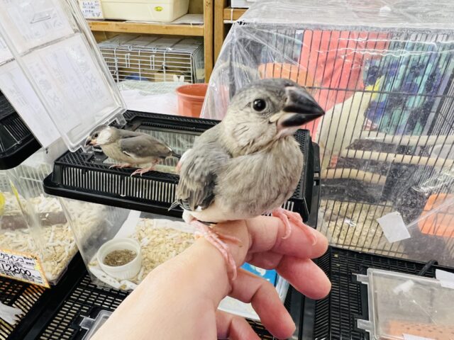 すくすく成長中✨桜文鳥のヒナ❤
