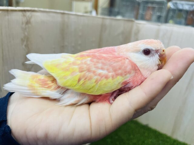 待ってました‼️レアカラーのアキクサインコさん✨　アキクサインコ　ルビノー