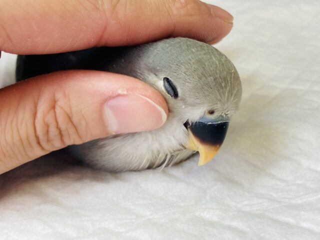 イチオシ💙手乗りコザクラインコ(ブルーチェリー)💙