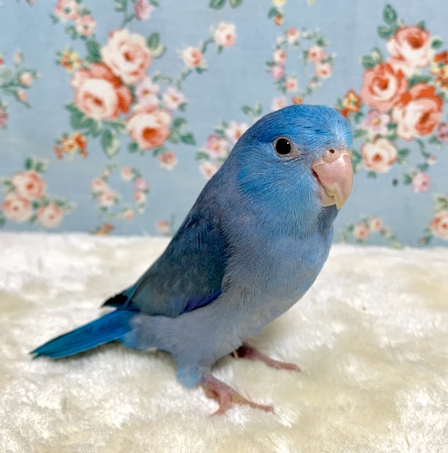 マメルリハ コバルトバイオレット 男の子 🦋🔮 3/24