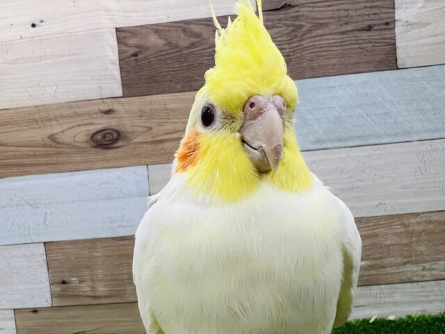 慎重派！むっちりオカメインコ☆ルチノー