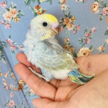 わたわた赤ちゃん🤍人気のセキセイインコさんです🤍