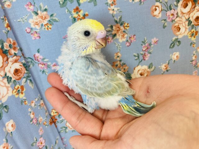 わたわた赤ちゃん🤍人気のセキセイインコさんです🤍