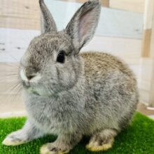 気品あり？ネザーランド（ブルー系）の男の子！