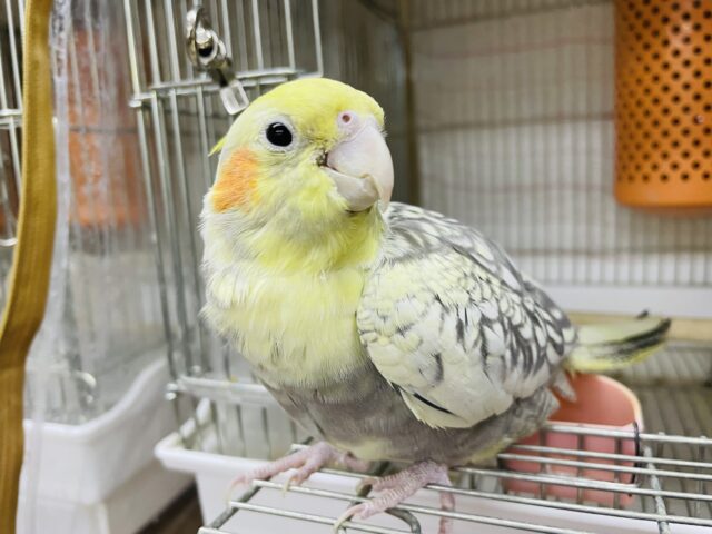 安心サイズ⭐️豪華な模様のオカメさん✨　オカメインコ　パールパイド