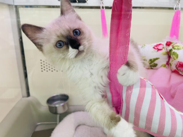 水色のおめめ！！メロメロネコちゃん☆　ラグドール　シールポイントミテッド　男の子