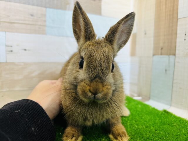 目が大きい？ぷつくりお口のネザーランド（チェスナット）の女の子