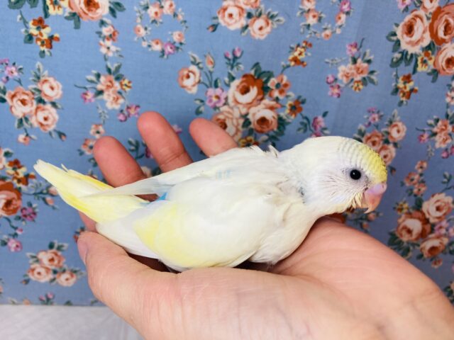 最高にかわいいよ🌟手乗りセキセイインコ(クリームパイド)