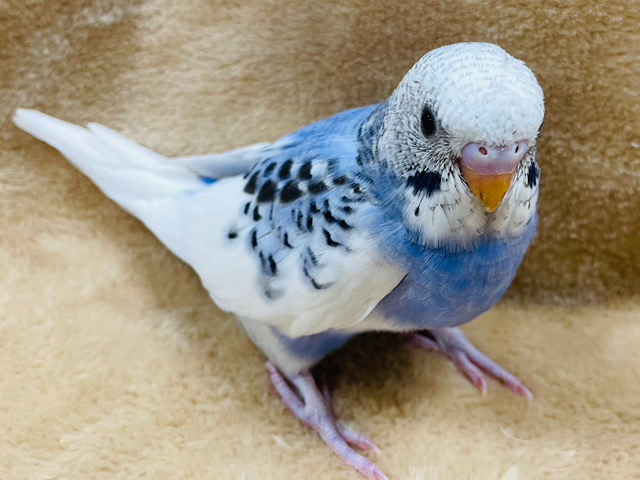 むっちりぼでぃはいかが？？セキセイインコ(パイド) ヒナ