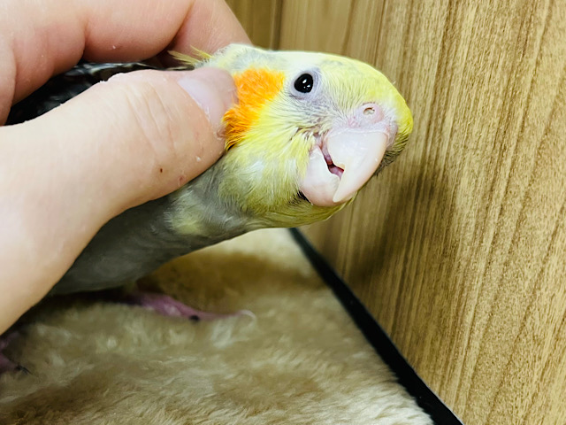 【最新画像更新🪄ひとり餌になりました！】キラり光る☆☆　あ・わ・だ・ま～　オカメインコ　パールパイド～～